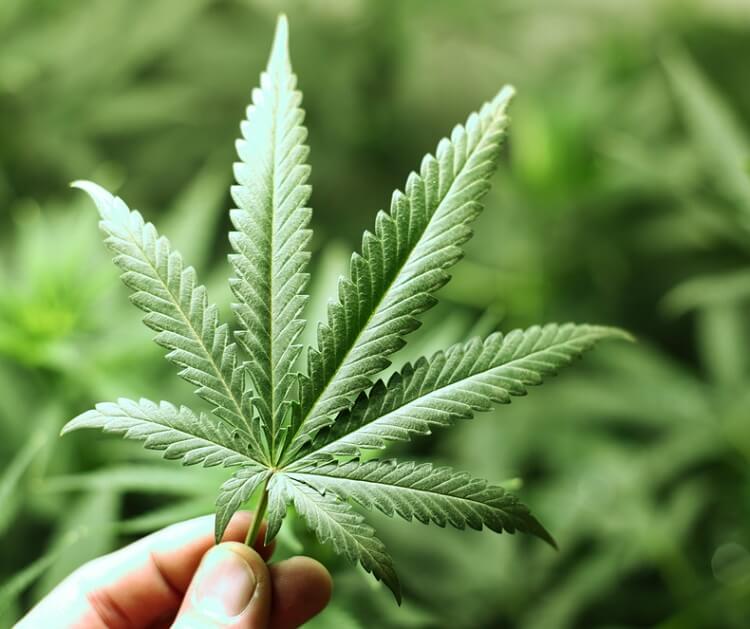 Hoja de Cannabis sativa