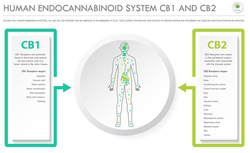 Sistema endocannabinoide