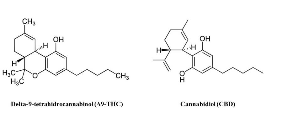 THC y CBD los dos cannabinoides más conocidos del cannabis