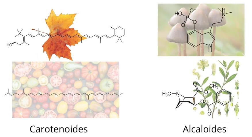 Carotenoides y alcaloides