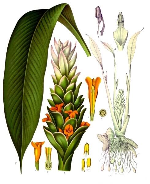 Curcuma longa Plantas medicinales de Köhler
