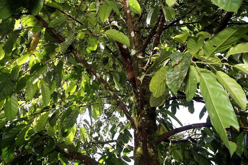 Melcocho (Minquartia guianensis)