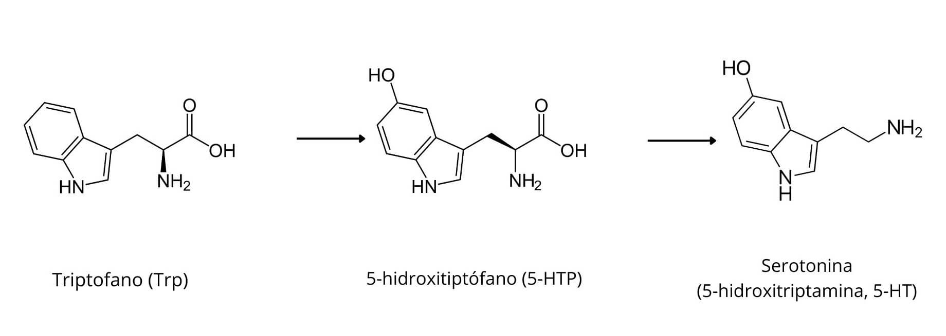 Triptófano, 5-HTP, serotonina