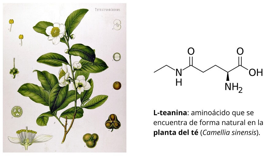 L-teanina se encuentra en la planta del té (Camellia sinensis)