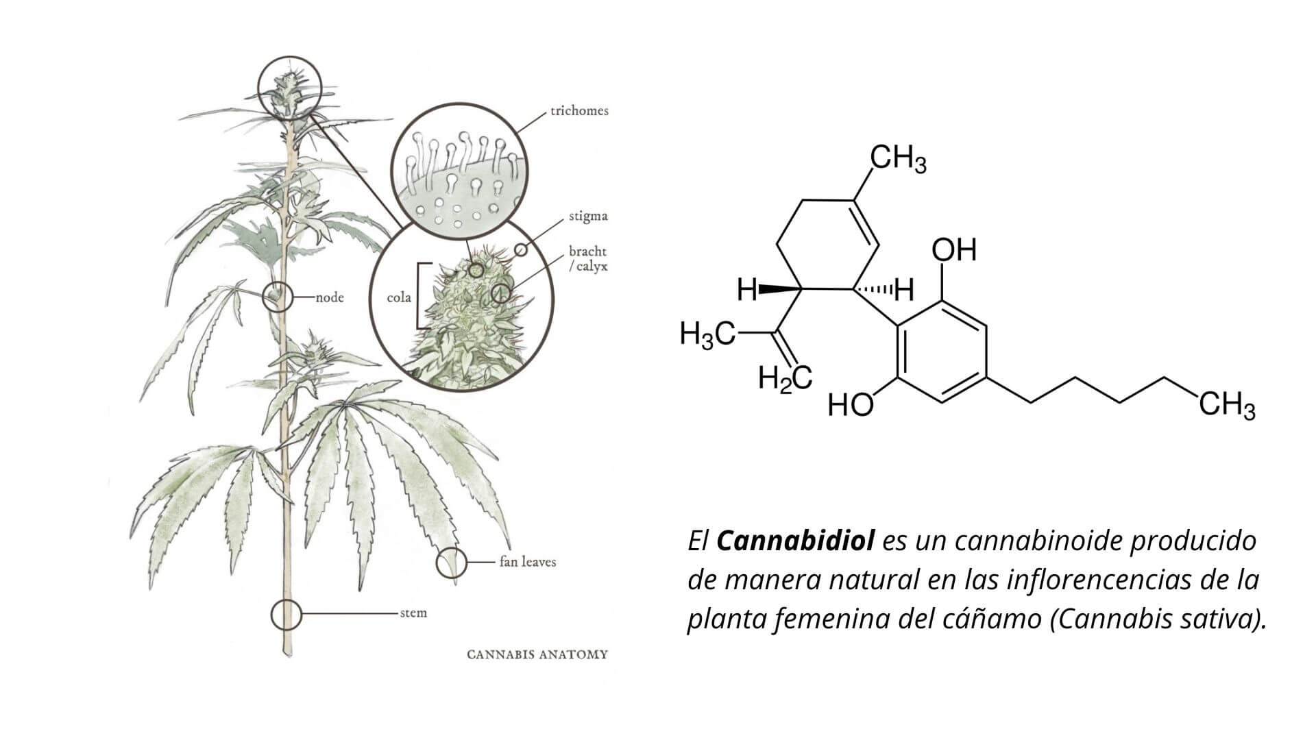 Cannabidiol CBD se sintetiza en las inflorescencias femeninas del Cannabis sativa