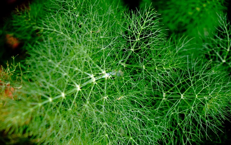 Hinojo (Foeniculum vulgare)