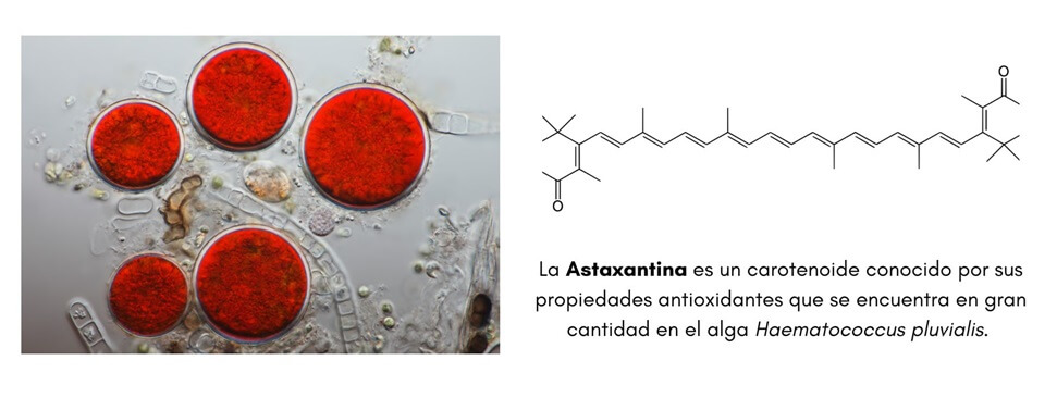 Estructura química de la astaxantina.