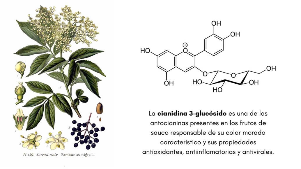 Estructura química de la cianidina 3-glucósido presente en el sauco (Sambucus nigra)
