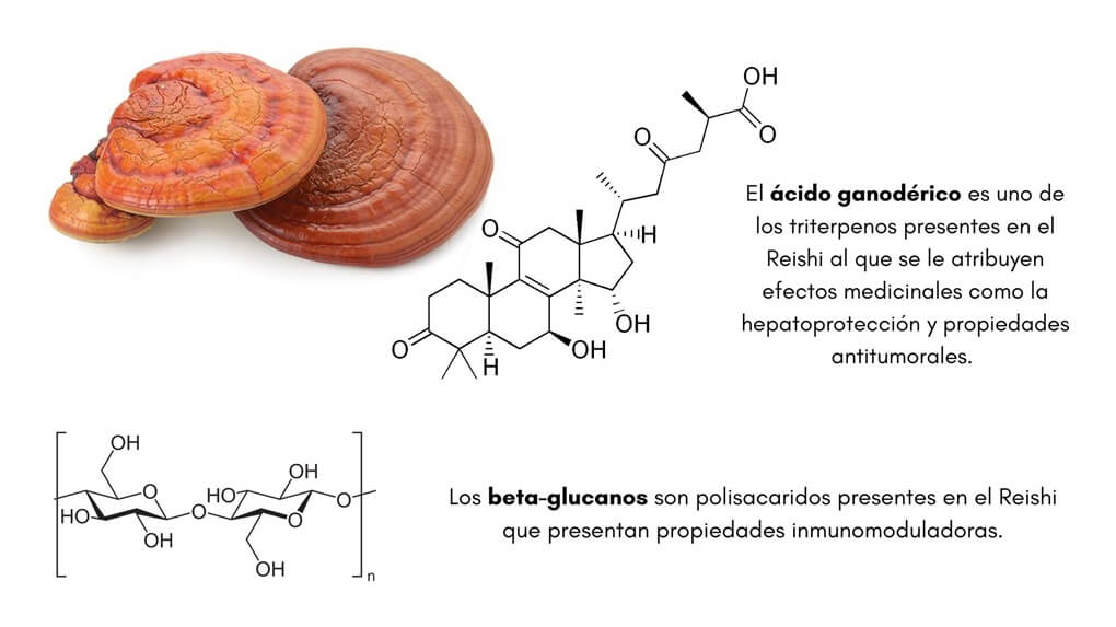 Principios activos del Reishi (beta-glucanos y ácido ganodérico)