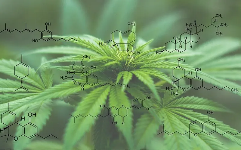 Cannabis sativa una planta milenaria con múltiples usos en la actualidad